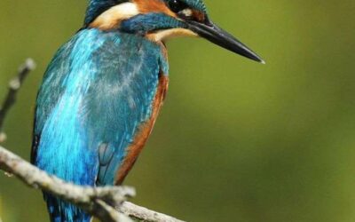 Canoeing and Ecotourism: How to Preserve the Dordogne River?